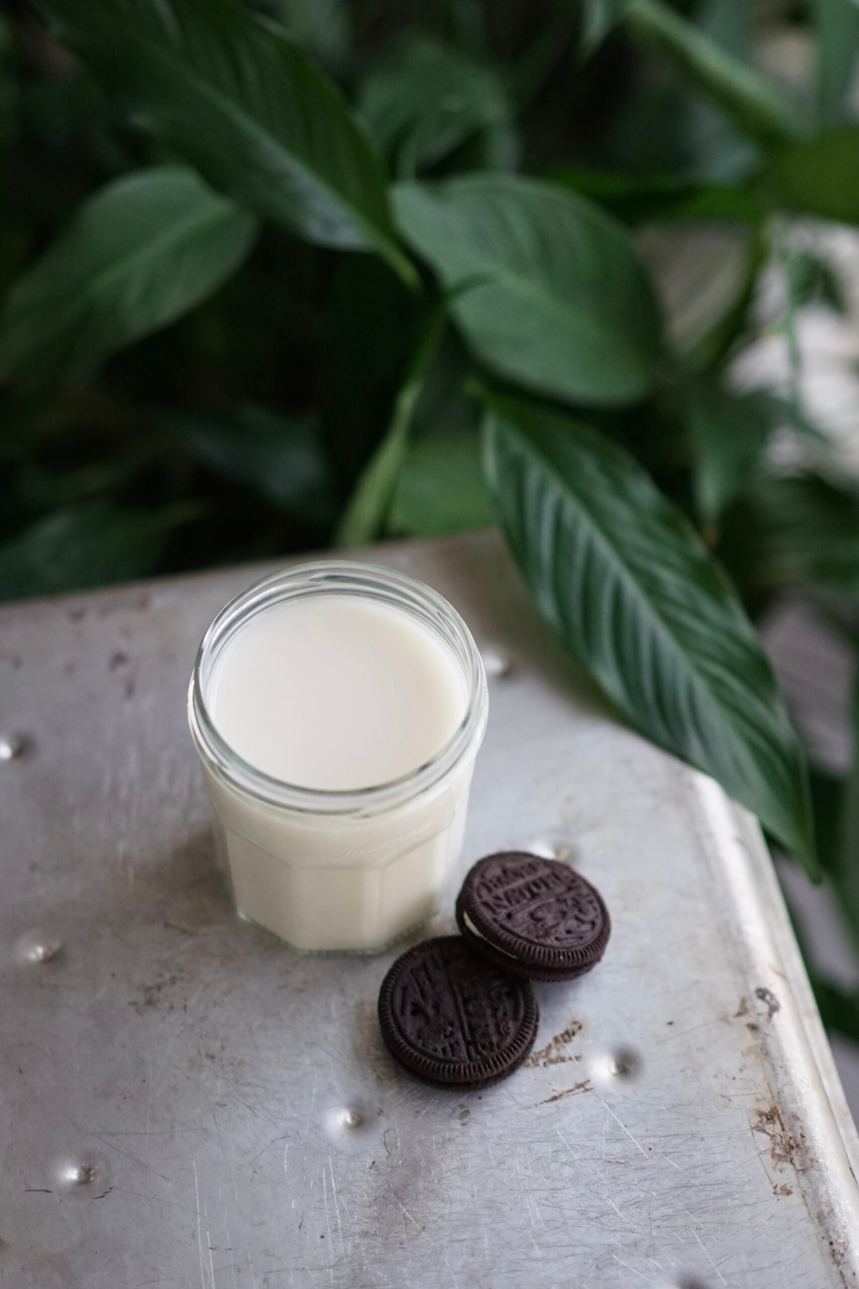 Easy Homemade Oat Milk | Living Healthy in Seattle